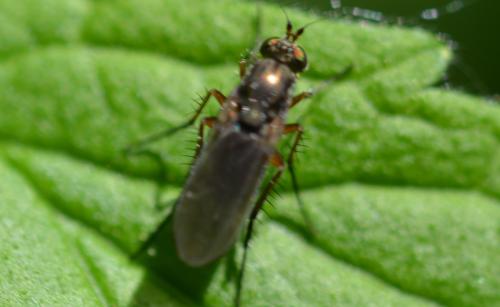 Dolichopus sp.